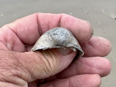 Laevicardium serratum