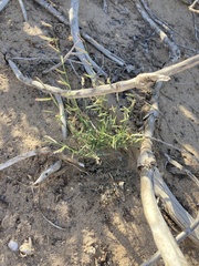 Bouteloua barbata barbata