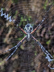Argiope submaronica