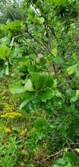 Quercus prinoides