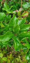 Quercus prinoides