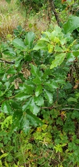 Quercus prinoides