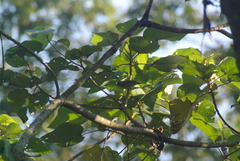 Leiothlypis ruficapilla