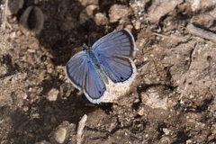 Echinargus isola