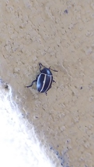 Doryphorina