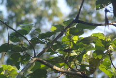 Leiothlypis ruficapilla