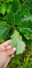 Quercus prinoides
