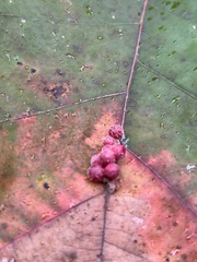 Callirhytis piperoides