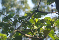 Leiothlypis ruficapilla