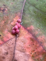 Callirhytis piperoides