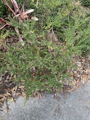 Cuphea hyssopifolia