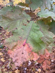 Callirhytis piperoides