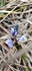 Polygala calcarea