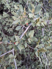 Quercus turbinella