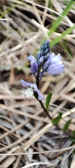 Polygala calcarea
