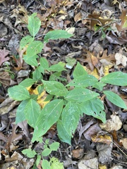 Cornus kousa