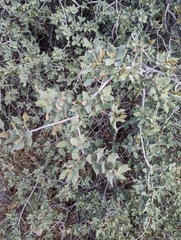Quercus turbinella