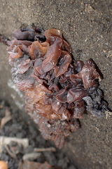 Phaeotremella frondosa