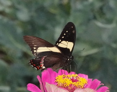 Papilio menatius