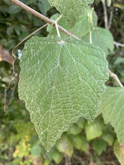 Vitis mustangensis