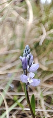 Polygala calcarea
