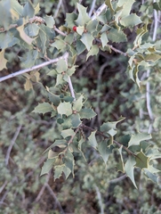 Quercus turbinella