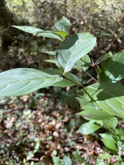 Cornus kousa
