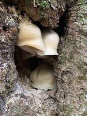 Hypsizygus