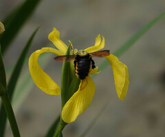 Xylocopa augusti