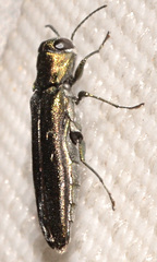 Agrilus