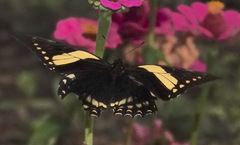 Papilio menatius