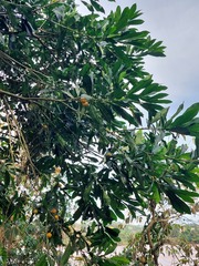 Chrysophyllum gonocarpum