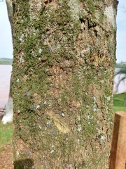 Chrysophyllum gonocarpum