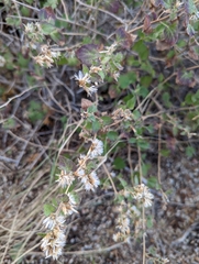 Brickellia californica