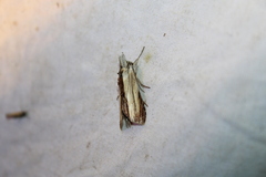 Cucullia convexipennis