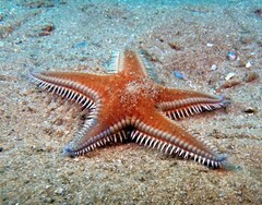 Astropecten aranciacus