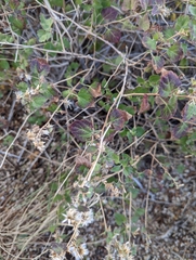 Brickellia californica