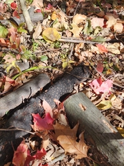 Biscogniauxia marginata