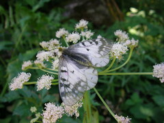 Parnassius clodius