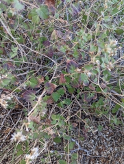 Brickellia californica