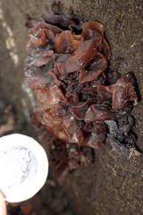 Phaeotremella frondosa