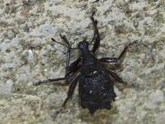 Megalometides cacicus