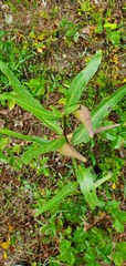 Asclepias viridiflora