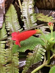 Kohleria inaequalis