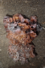 Phaeotremella frondosa