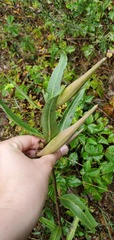Asclepias viridiflora
