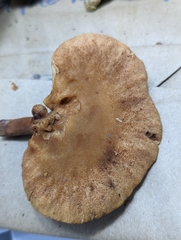 Lactarius rimosellus