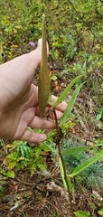 Asclepias viridiflora