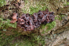 Phaeotremella frondosa
