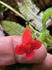 Kohleria inaequalis